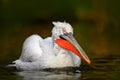 White Pelican, Pelecanus erythrorhynchos, bird in the dark water, nature habitat, Romania. Wildlife scene from Europe nature. Dark Royalty Free Stock Photo