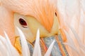 White Pelican, Pelecanus erythrorhynchos, with feathers over bill, detail portrait of orange and pink bird, Bulgaria