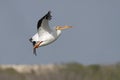 White Pelican (Pelecanus erythrorhynchus) in Flight Royalty Free Stock Photo