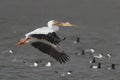 White Pelican (Pelecanus erythrorhynchus) in Flight - Texas Royalty Free Stock Photo