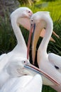 White Pelican (Pelecanus onocrotalus)