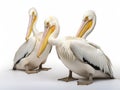 White Pelican Pelecanus onocrotalus