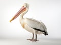 White Pelican Pelecanus onocrotalus