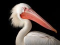 White Pelican Pelecanus onocrotalus