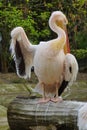 White Pelican (Pelecanus onocrotalus)