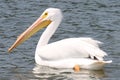 White Pelican Royalty Free Stock Photo