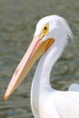 Pelican Royalty Free Stock Photo