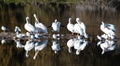 White Pelican Reflection Roost Royalty Free Stock Photo