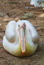 White Pelican closeup
