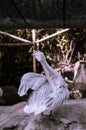 White pelican shot in Singapore Zoo