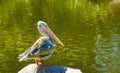 White Pelican Royalty Free Stock Photo