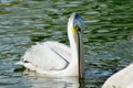 White pelican