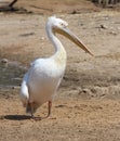White Pelican standing