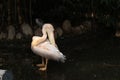 White Pelican Standing on Water