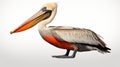 Photo-realistic Pelican On White Background With Vray Tracing
