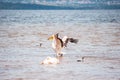 White pelican starting flight on the lake