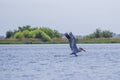 White pelican starting the flight