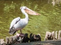 White pelican Royalty Free Stock Photo