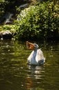 A white pelican swallows a caught fish