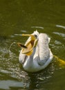 A white pelican swallows a caught fish