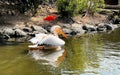 White Pelican swimming in a Japan - Animal Kingdom Zoo Royalty Free Stock Photo