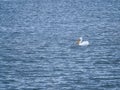 White Pelican Swimming in Lake