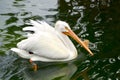 White Pelican in a southeast florida zoo aquatic bird exhibit. Royalty Free Stock Photo