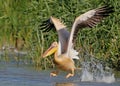 White pelican take off Royalty Free Stock Photo