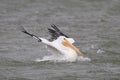 White Pelican Taking a Bath - Corpus Christi, Texas Royalty Free Stock Photo