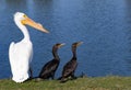 White pelican and two brown cormorants Royalty Free Stock Photo