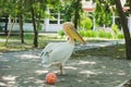 White pelican walks near a baby ball
