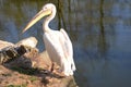 White Pelican in captivity in ZOO