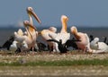 White pelicans, cormorants and seagulls rest on a sandbank