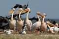 White pelicans, cormorants and seagulls rest on a sandbank