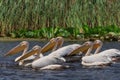 White pelicans in Danube Delta, Romania Royalty Free Stock Photo