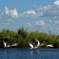White pelicans Royalty Free Stock Photo