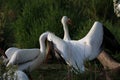 Close up of a groupof white pelicans