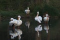 White Pelicans enjoying the spring weather