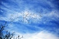 White Pelicans Flight Against Bright Blue Sky