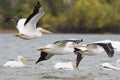 White pelicans in flight