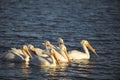 White Pelicans Flock Swimming at Sunset