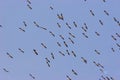 White Pelicans Fly  709078 Royalty Free Stock Photo