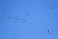 White Pelicans Flying Formation