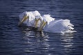 White Pelicans Royalty Free Stock Photo