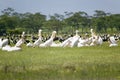 White Pelicans at Lake Naivasha, Great Rift Valley, Kenya, Africa Royalty Free Stock Photo