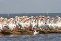 White Pelicans Royalty Free Stock Photo