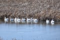 White pelicans migrating through Wyoming