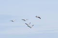 White Pelicans on the Mississippi Flyway