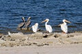 White Pelicans (Pelecanus erythrorhynchos), Brown Pelicans (Pelecanus occidentalis