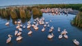 White pelicans pelecanus onocrotalus